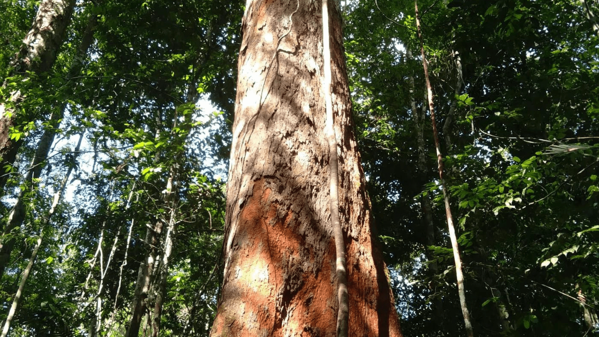 Angelim Vermelho (Dinizia excelsa) - História da Planta