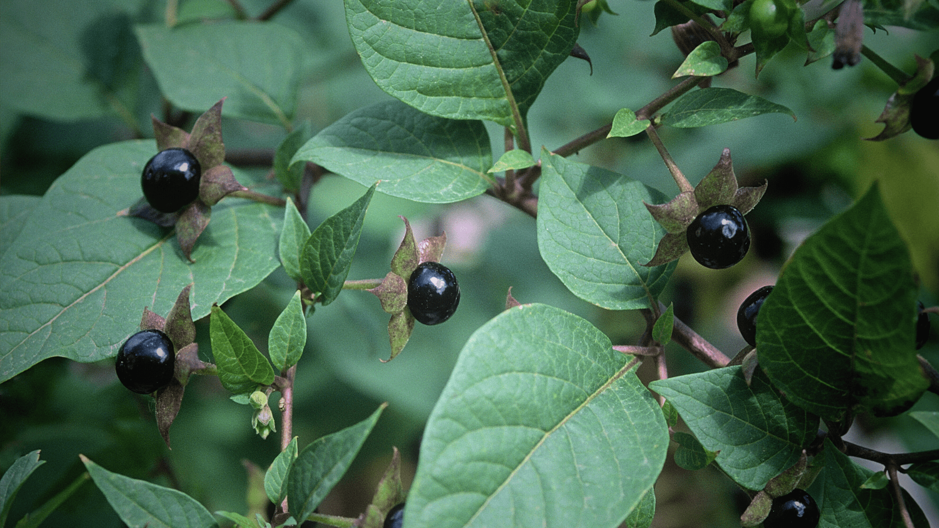 Beladona (Atropa bella-donna)