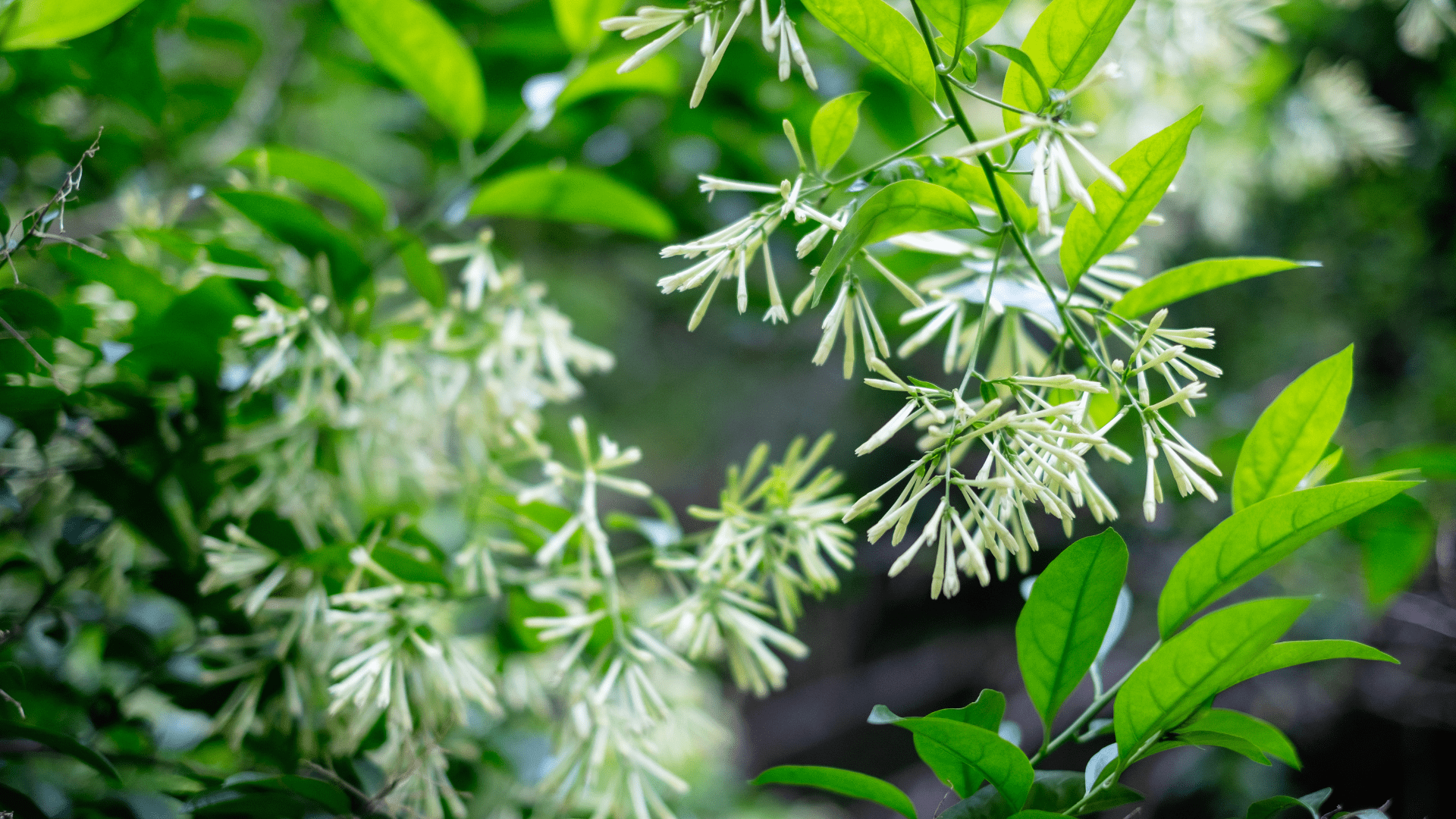 Dama da Noite (Cestrum nocturnum) - História da Planta