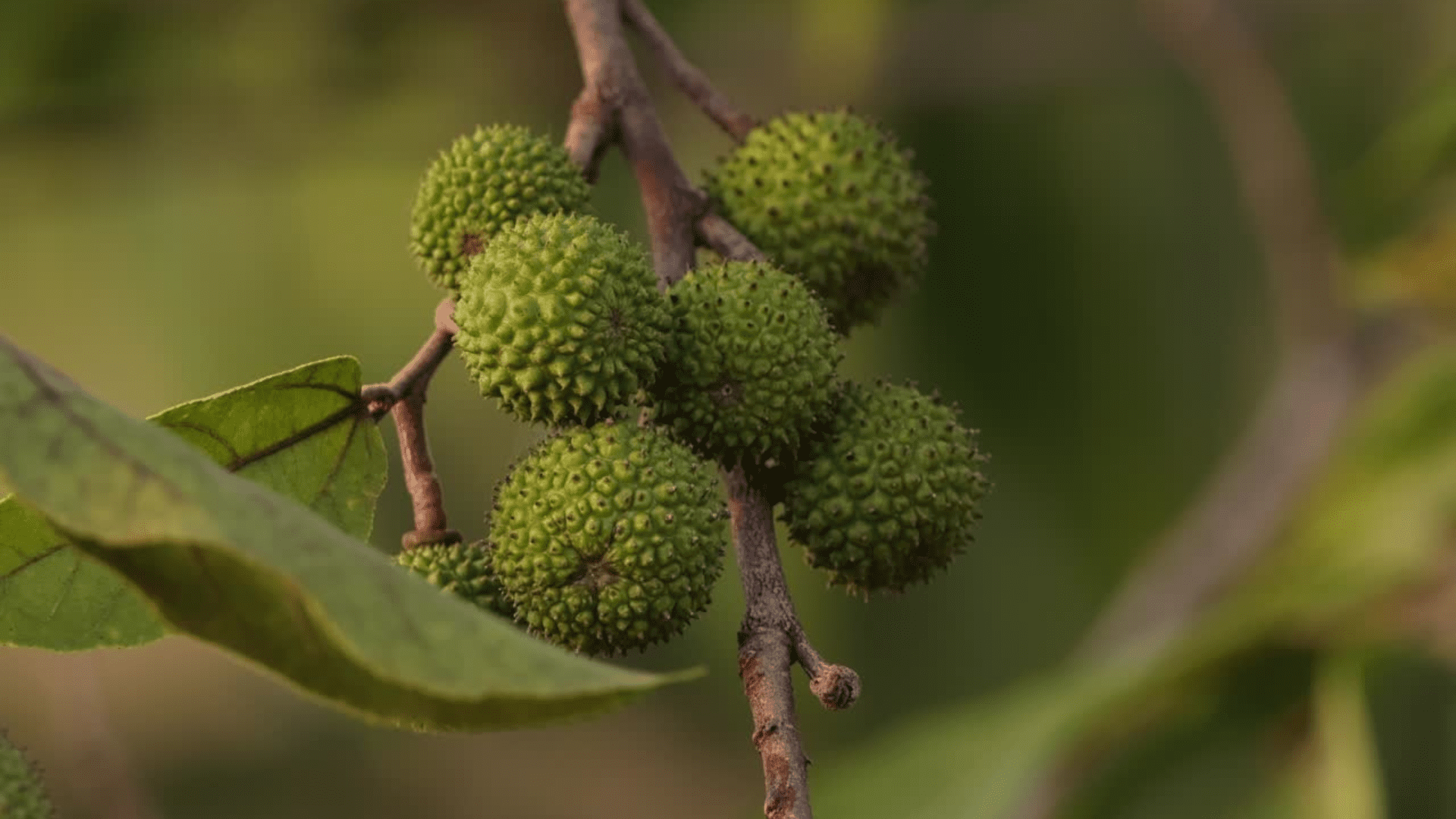 Mutamba (Guazuma ulmifolia)